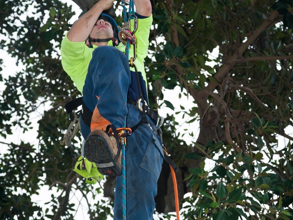 Qualified arborist working in a mature tree during a risk assessment in Devon