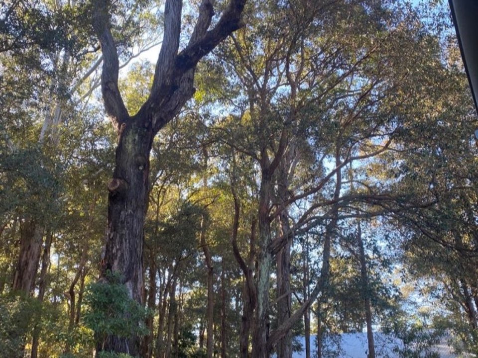 Mature trees in Devon parkland with a property visible in the background
